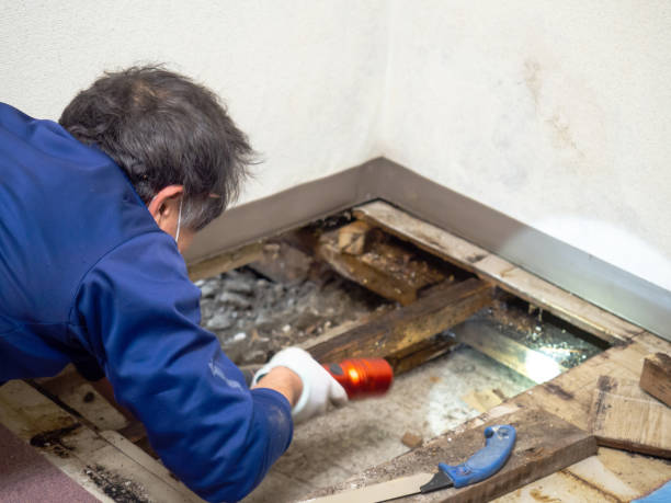Best Mold Testing  in Mccleary, WA