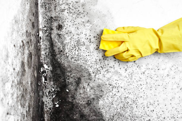 Best Affordable Mold Removal  in Mccleary, WA