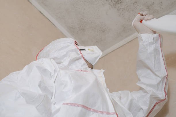 Attic Mold Removal in Mccleary, WA
