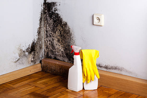 Best Certified Mold Removal  in Mccleary, WA