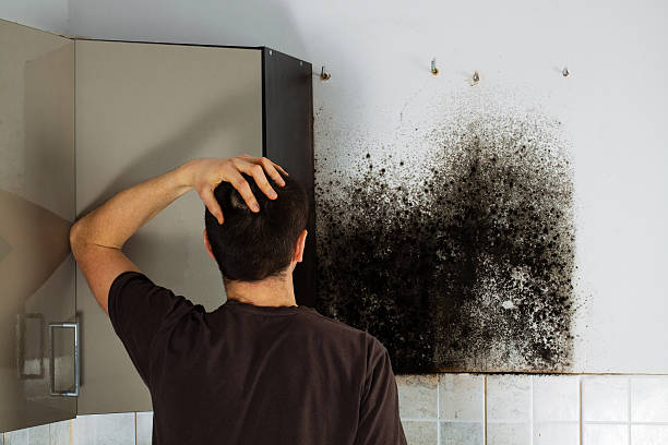 Best Mold Removal Company Near Me  in Mccleary, WA