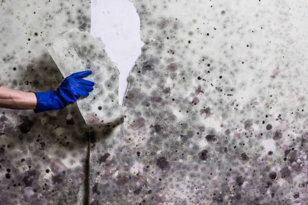 Best Local Mold Removal Service  in Mccleary, WA