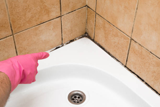 Best Attic Mold Removal  in Mccleary, WA